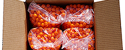 Bola ant de paintball en Tarragona